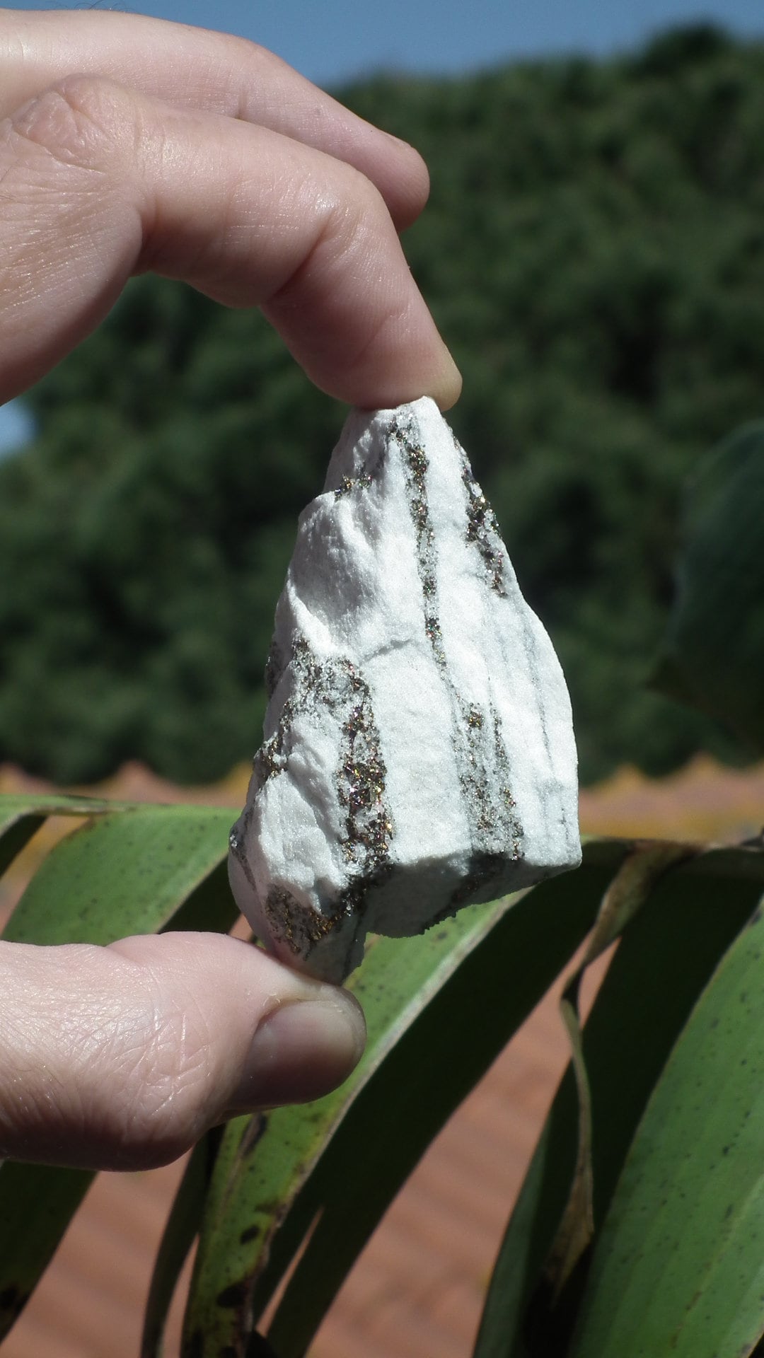 Pyrite in Snow Dolomite