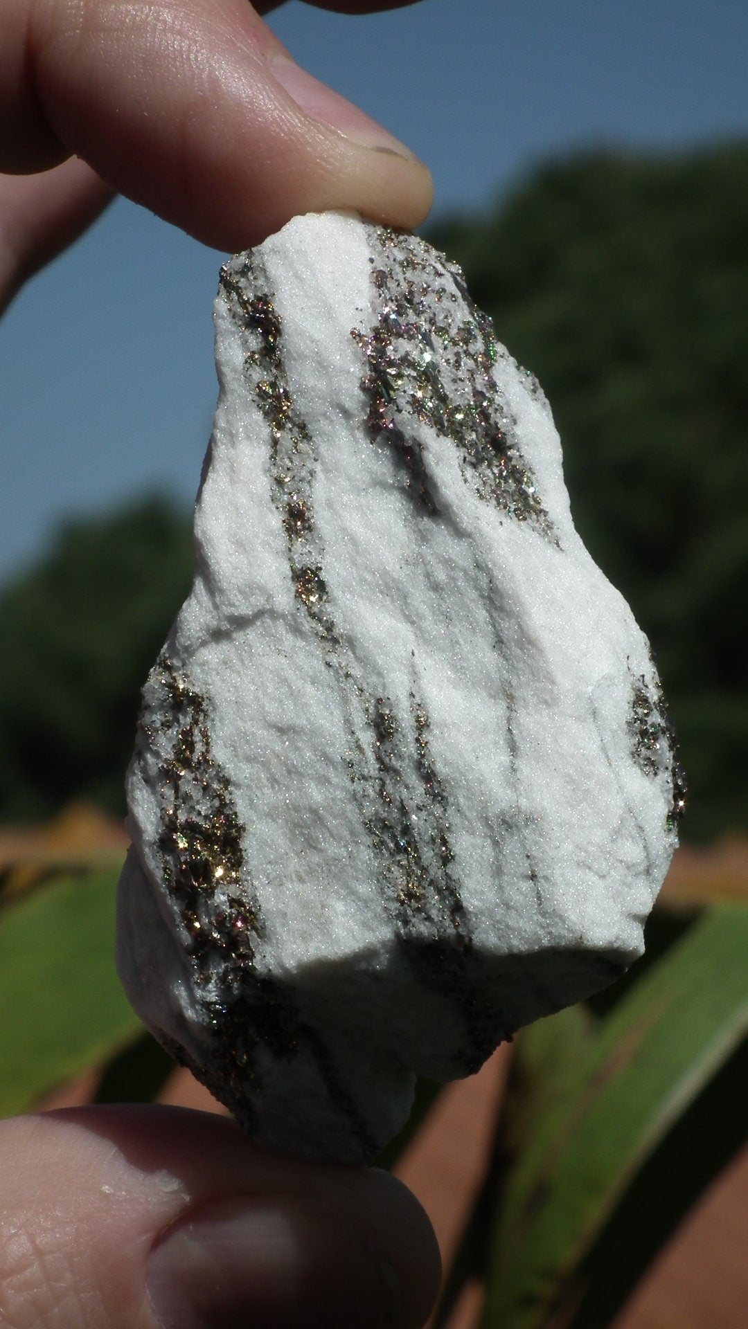Pyrite in Snow Dolomite