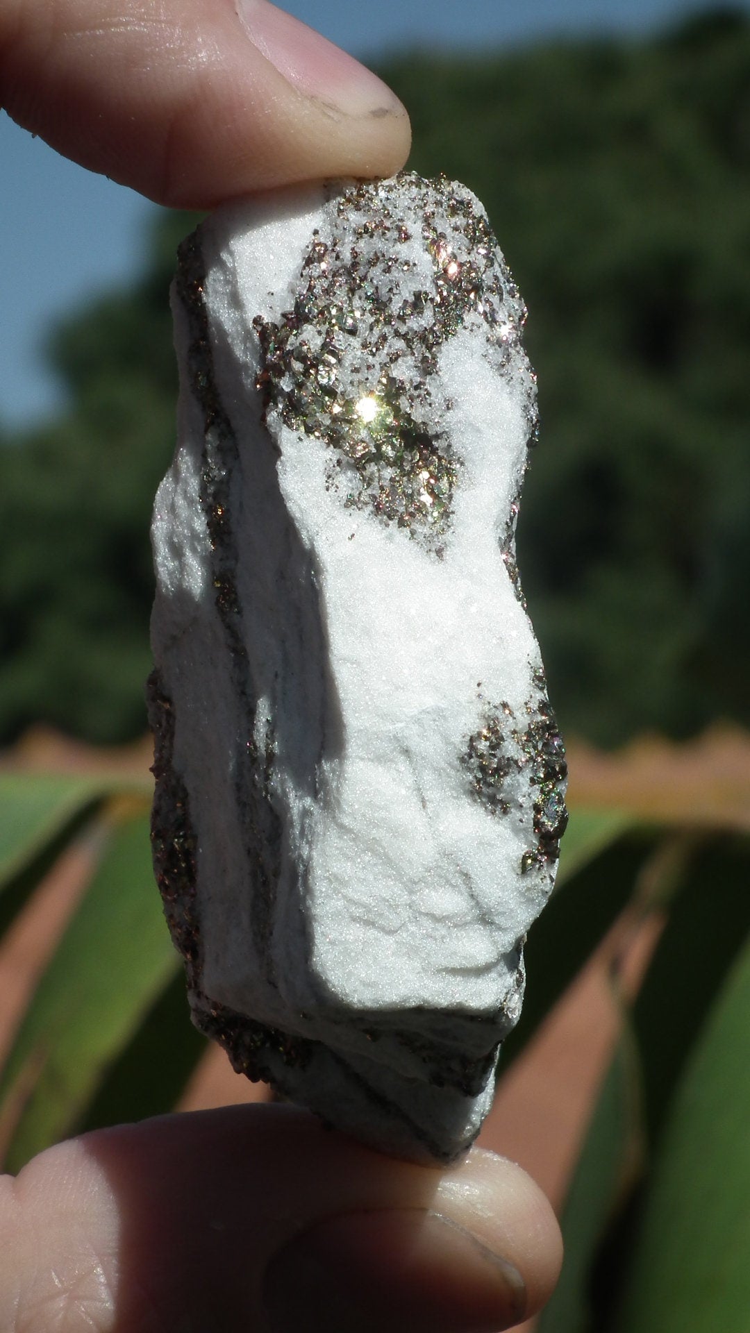Pyrite in Snow Dolomite