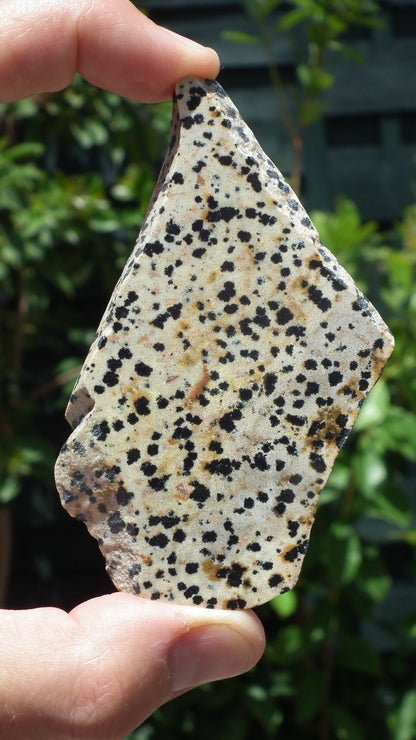 Dalmatian jasper Slab