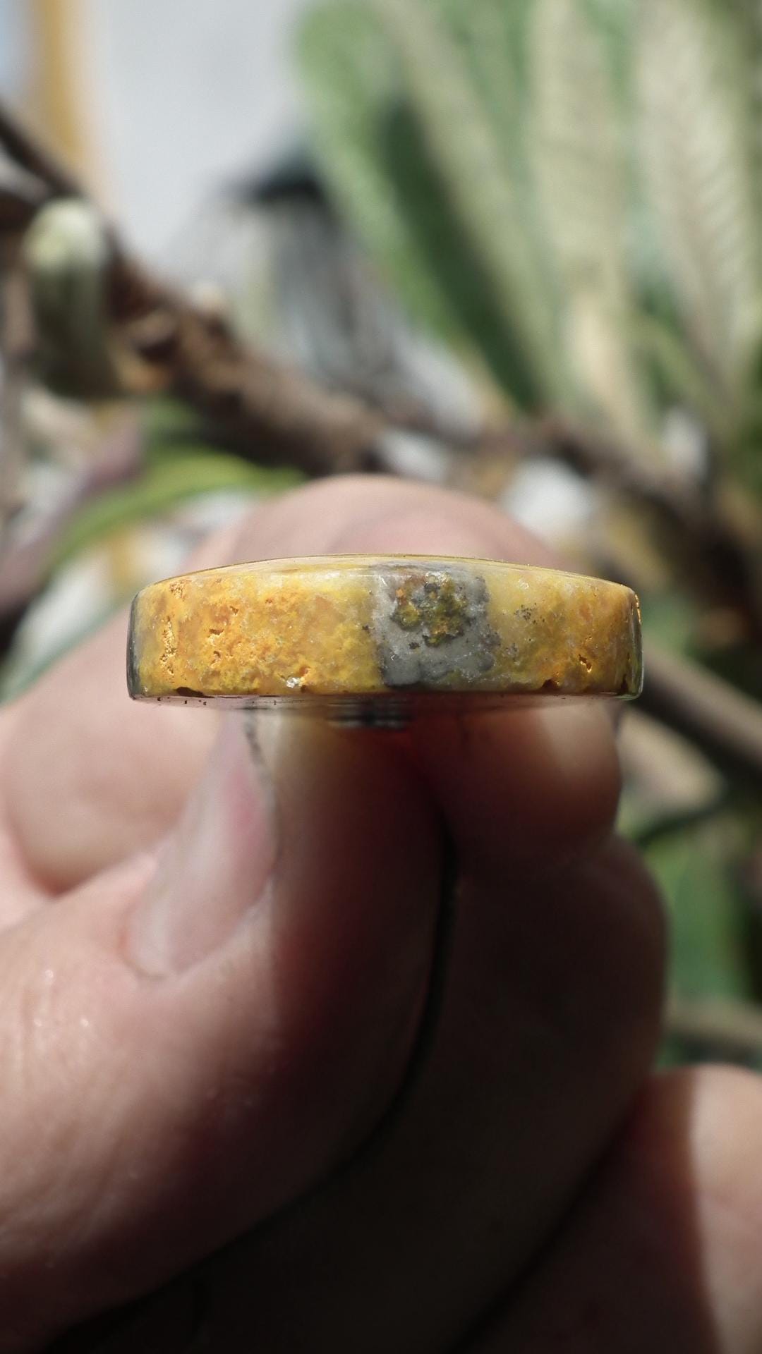 Yellow Bee Jasper pendant with sterling silver bail